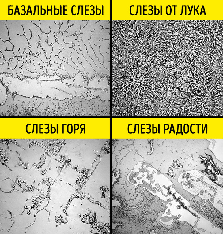 Наше тело — самая продуманная система в мире Наше тело — самая продуманная система в мире