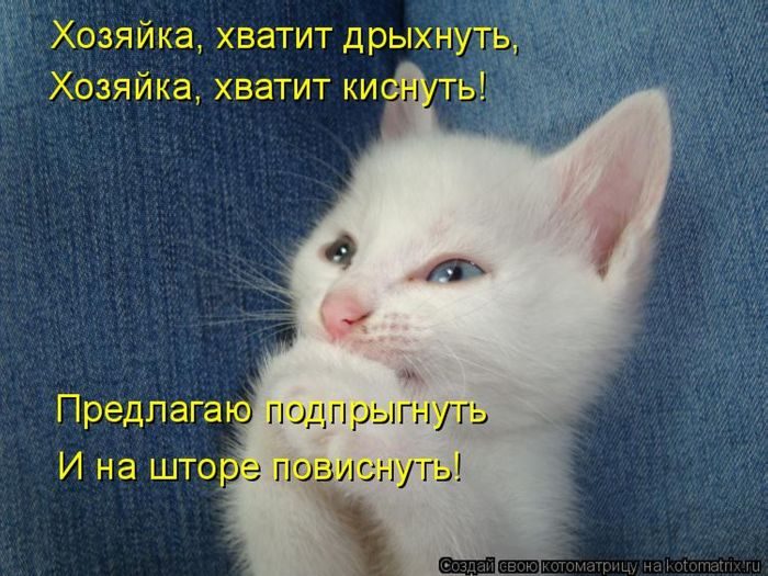 Лучшие котоматрицы недели