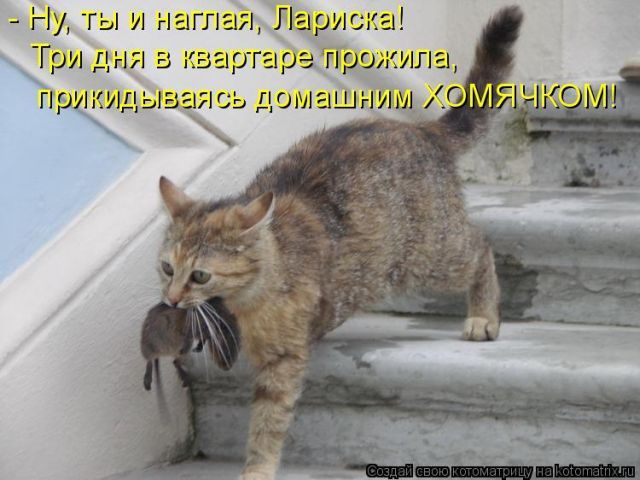 Самые свежие котоматрицы )) Самые свежие котоматрицы ))