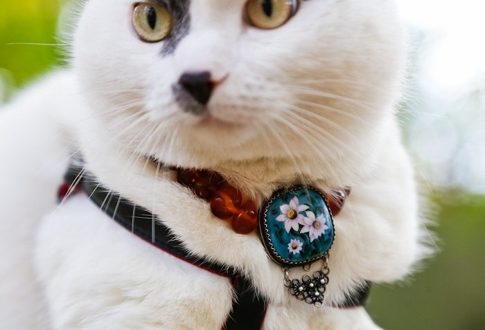 Кот, за которого предлагали 450 тысяч рублей Кот, за которого предлагали 450 тысяч рублей