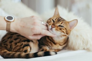 Почему кошки любят, чтобы им чесали голову? Почему кошки любят, чтобы им чесали голову?