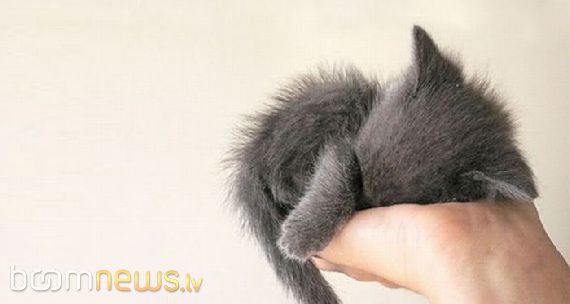 Чудесные малыши! - foto 6
