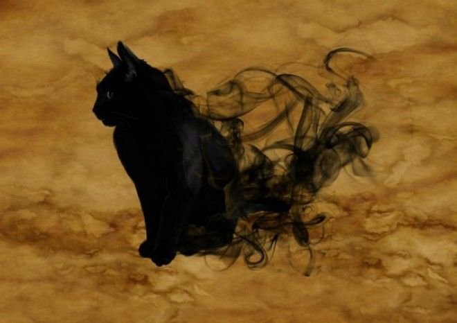 10 замурчательных фактов о черных кошках животные, коты, факты