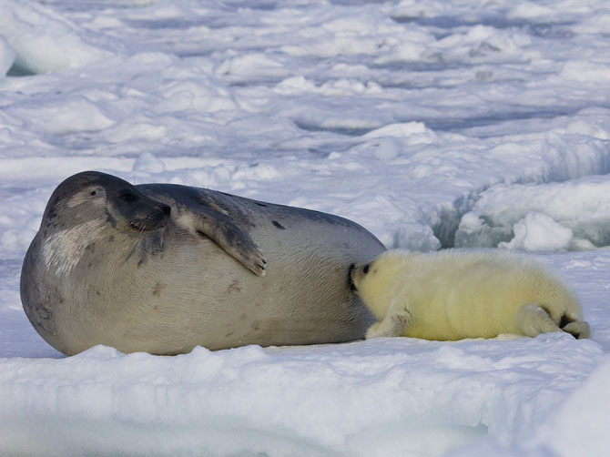 Лучшие фотографии мая 2012 от National Geographic