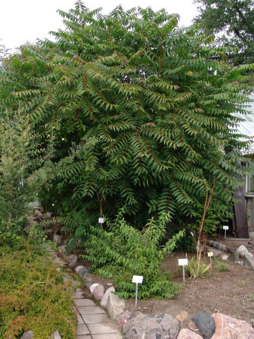 САД, ЦВЕТНИК И ОГОРОД. Айлант (лат. Ailanthus) САД, ЦВЕТНИК И ОГОРОД. Айлант (лат. Ailanthus)