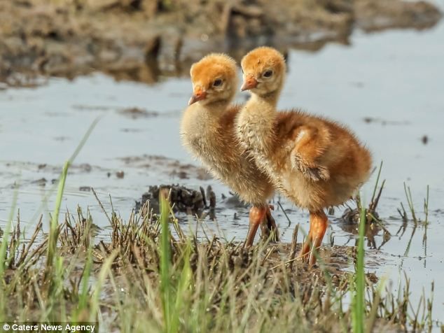 Лиса хотела полакомиться молодыми журавликами животные, события, фото