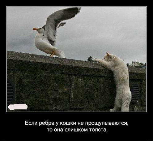 Интересные факты о кошках в картинках Интересные факты о кошках в картинках