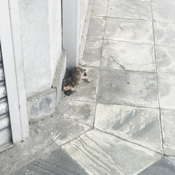 Маленький бездомный котенок лежал на обочине улицы и едва двигался, а люди проходили мимо, будто не замечали его.