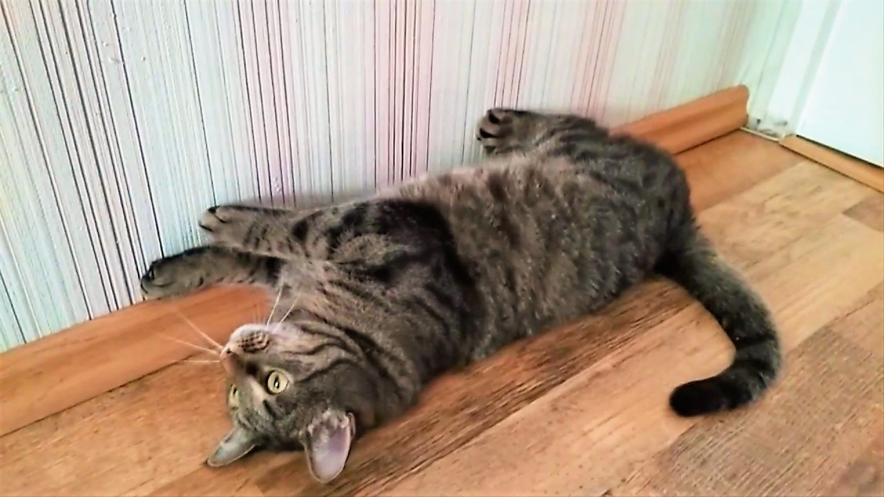 Смешные собаки и Странный кот