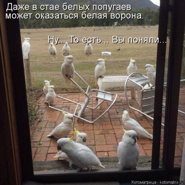 Самые свежие котоматрицы )) Самые свежие котоматрицы ))