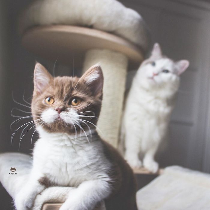 фотографии красивого кота два кота