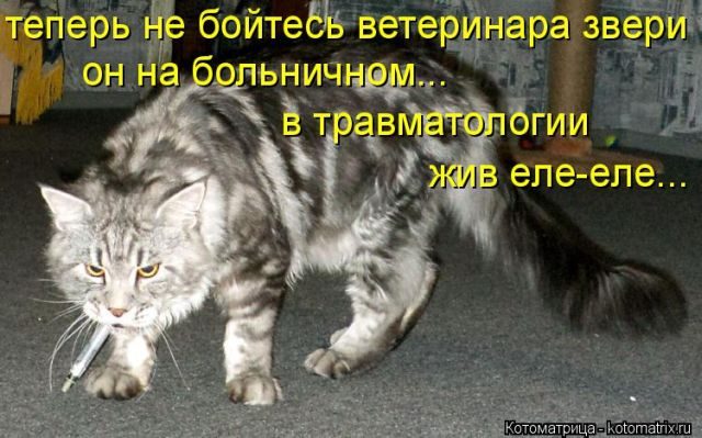 Самые свежие котоматрицы )) Самые свежие котоматрицы ))