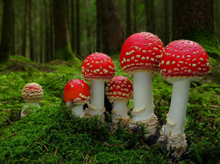 redmushrooms