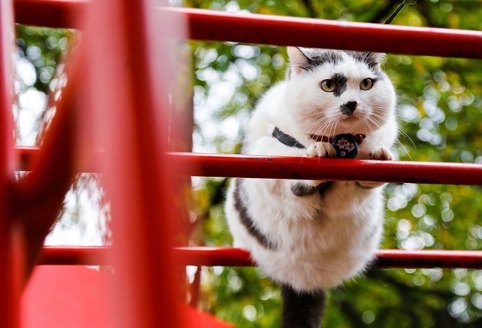 Кот, за которого предлагали 450 тысяч рублей Кот, за которого предлагали 450 тысяч рублей