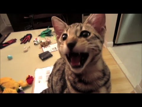 Прикольное видео с Coub - Июнь #2 2017 Прикольное видео с Coub - Июнь #2 2017