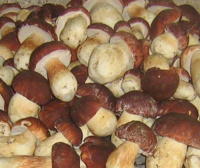 Три дореволюционных рецепта засолки грибов