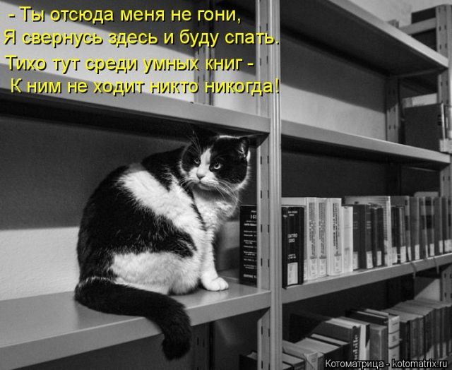 Самые свежие котоматрицы )) Самые свежие котоматрицы ))