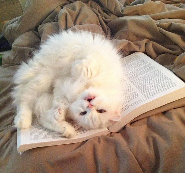 Кошки против книг: 25 кошек, которые хотят, чтобы вы прекратили читать Кошки против книг, кошки которые мешают читать