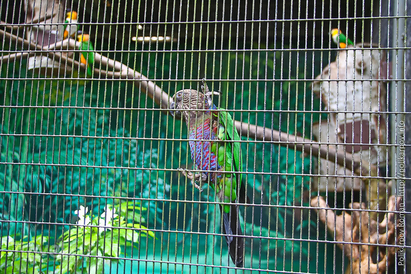 Парк птиц в Сингапуре / Фото из Сингапура