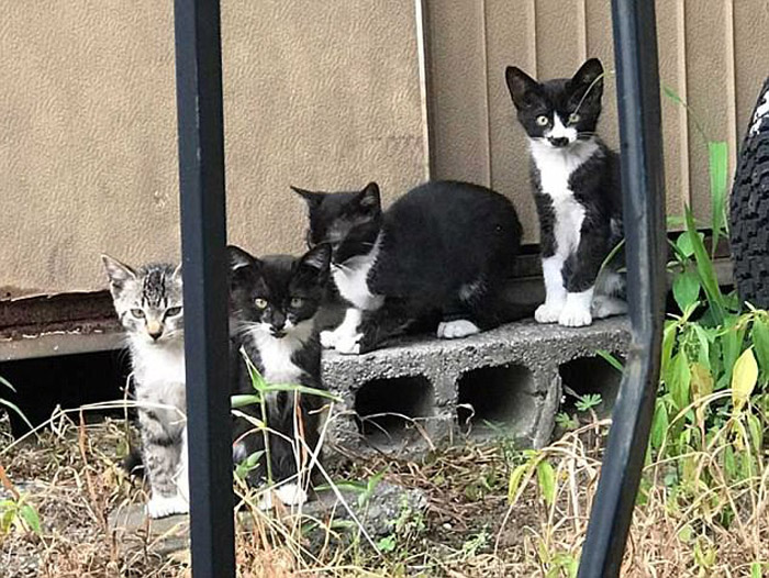 Котенок был замечен вместе со своими братьями и сестрами. Котенок был замечен вместе со своими братьями и сестрами.