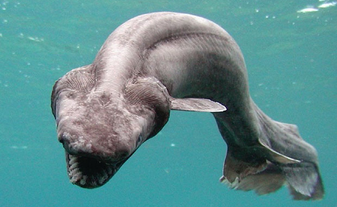 Устрашающие акулы с морских глубин