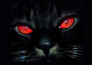 кошечка полтергейст - выглядит жутковато!