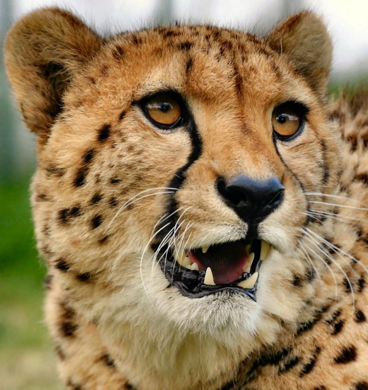 Дикие кошки (27 фото)