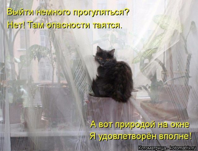 Самые свежие котоматрицы )) Самые свежие котоматрицы ))
