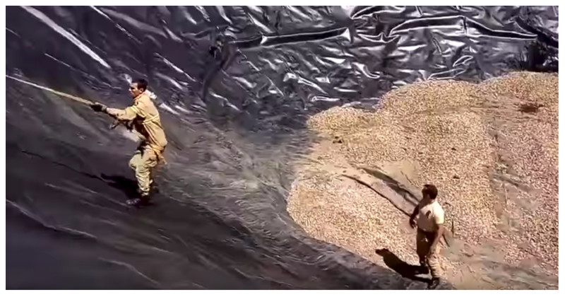 Спасение лисичек из осушенного искусственного водоема
