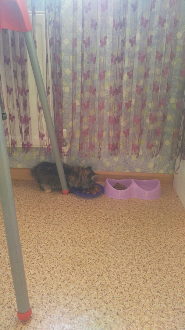 Трое брошенных котят жалобно мяукали и жались друг к другу Трое брошенных котят жалобно мяукали и жались друг к другу волонтер, история, кот, котенок, кошка, приют