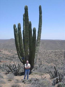 Нелепые смерти