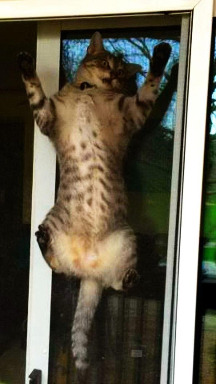Без кота и жизнь не та