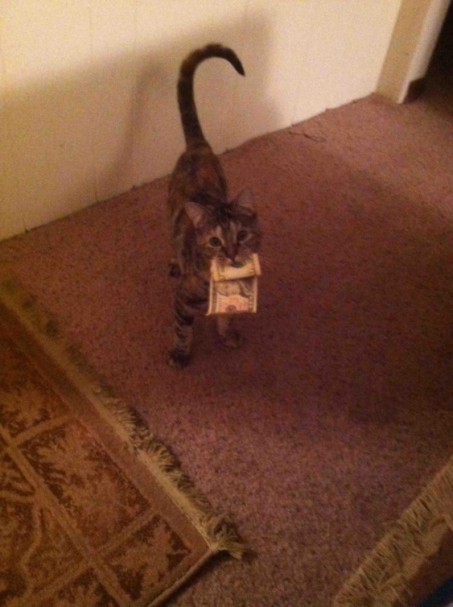 Животные, которые ни за что не отдадут свое) Животные, которые ни за что не отдадут свое)