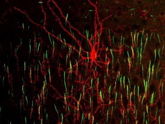 Красные клетки-канделябры и управляемые ими пирамидальные нейроны (зеленые, покрашен только первичный сегмент аксона - AIS). Фото Cold Spring Harbor Laboratory