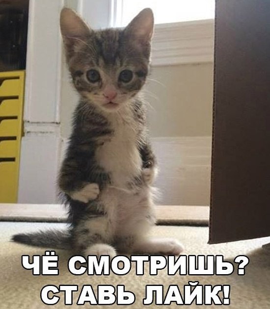 Котоматрицы великолепные, каждая с кусочком тепла, позитива и улыбкой! Котоматрицы великолепные, каждая с кусочком тепла, позитива и улыбкой!