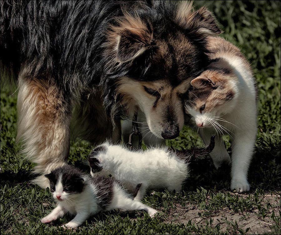 Котипес или песикот