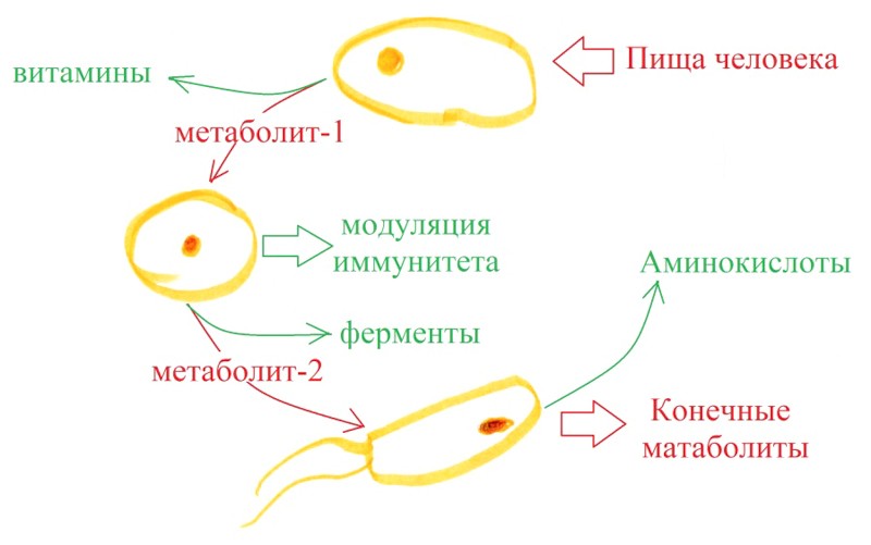 Микробиота ожирения
