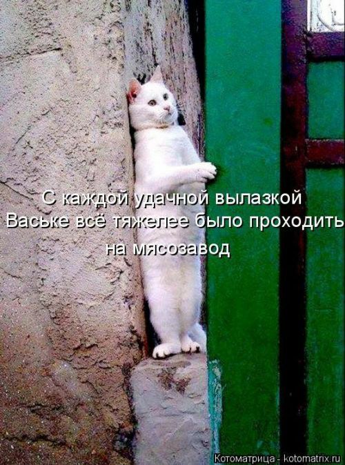 Котопост: кошки - очарование моё!