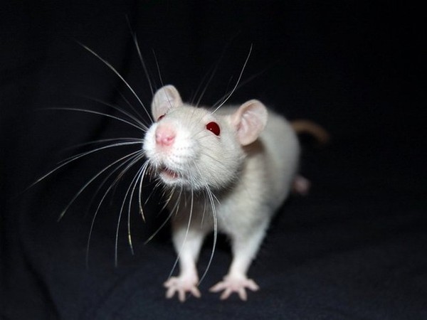 Лаборатория