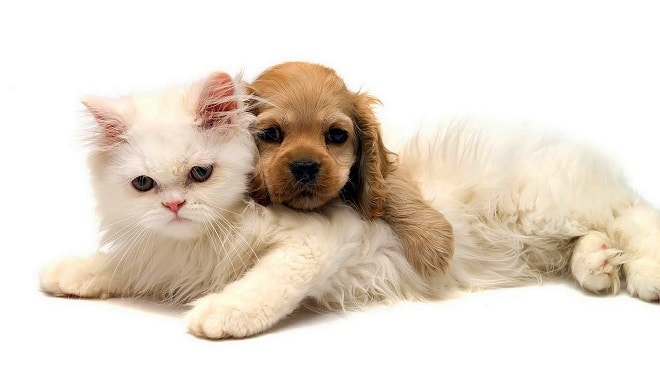 Щенок и кошка