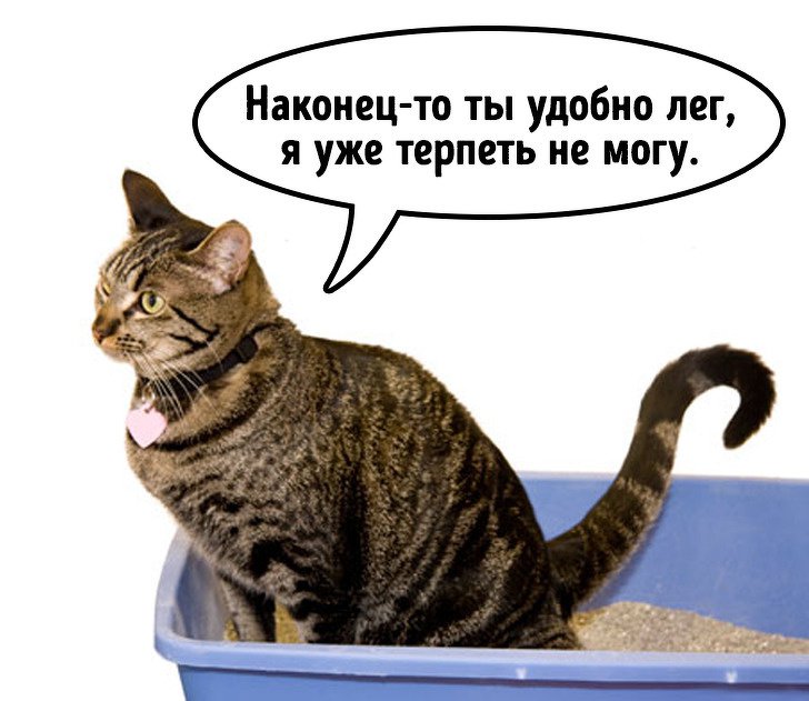12 объяснений, после которых станут понятны странные привычки кошек 12 объяснений, после которых станут понятны странные привычки кошек