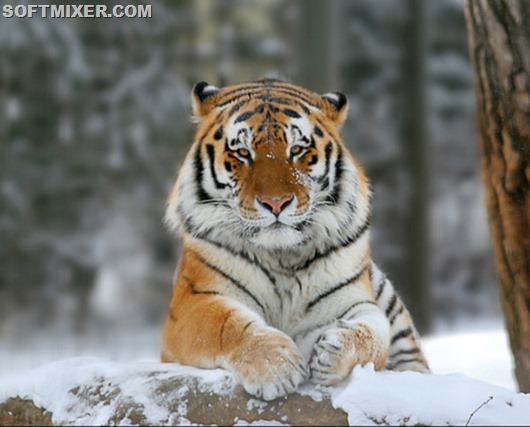 2tigr-amurskiy 2tigr-amurskiy