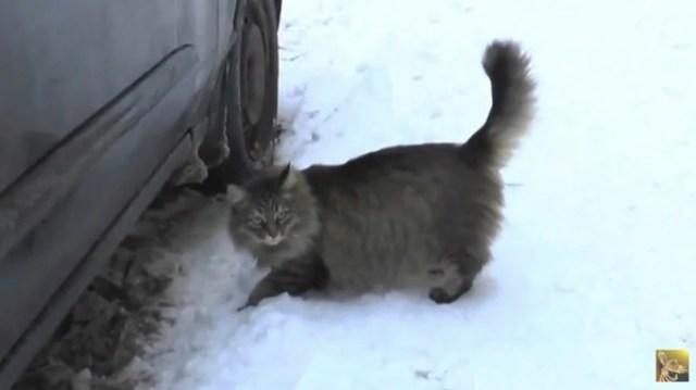 Его бросили в холодный подвал в разгар лютой зимы… Если бы не эта кошка, то он бы просто не выжил! Его бросили в холодный подвал в разгар лютой зимы… Если бы не эта кошка, то он бы просто не выжил!