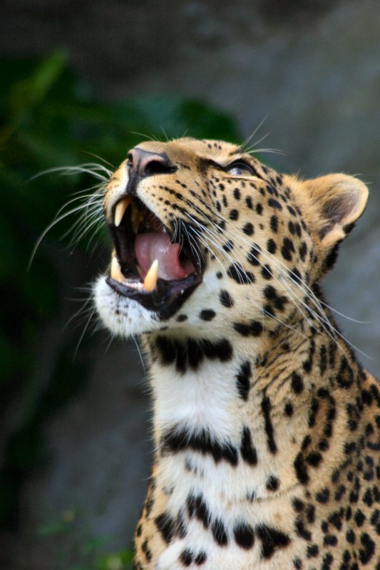 Дикие кошки (27 фото)