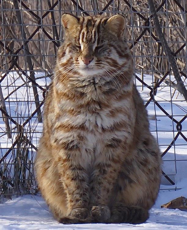 Амурский  красавец лесной кот