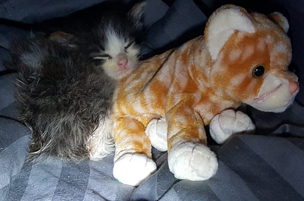 помощь больному котенку котенок с плюшевой игрушкой