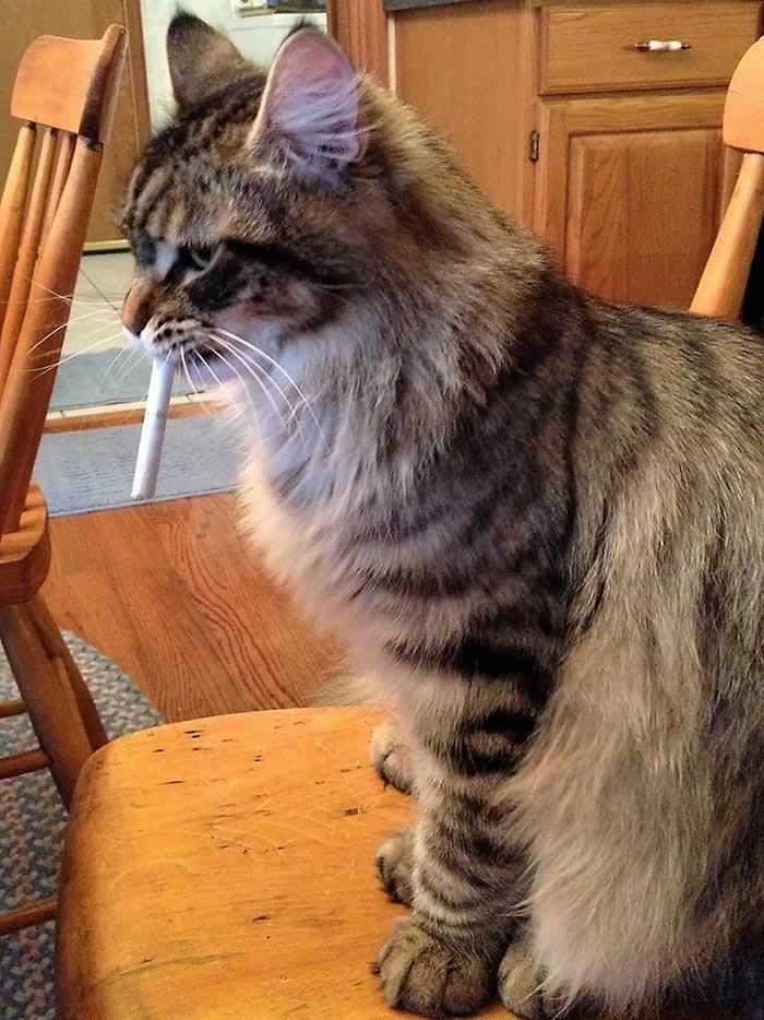 Если вы думаете, что ваш кот забавный, посмотрите на этих глупых и смешных мейн-кунов Если вы думаете, что ваш кот забавный, посмотрите на этих глупых и смешных мейн-кунов