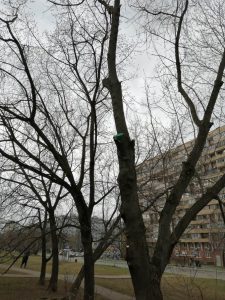 Проведены санитарная обрезка и удаление сухостойных ветвей на улице Красноярской, 5/36 / Фото предоставлено управой района Гольяново