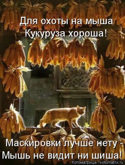 Самые смешные котоматрицы для хорошего настроения) Самые смешные котоматрицы для хорошего настроения)