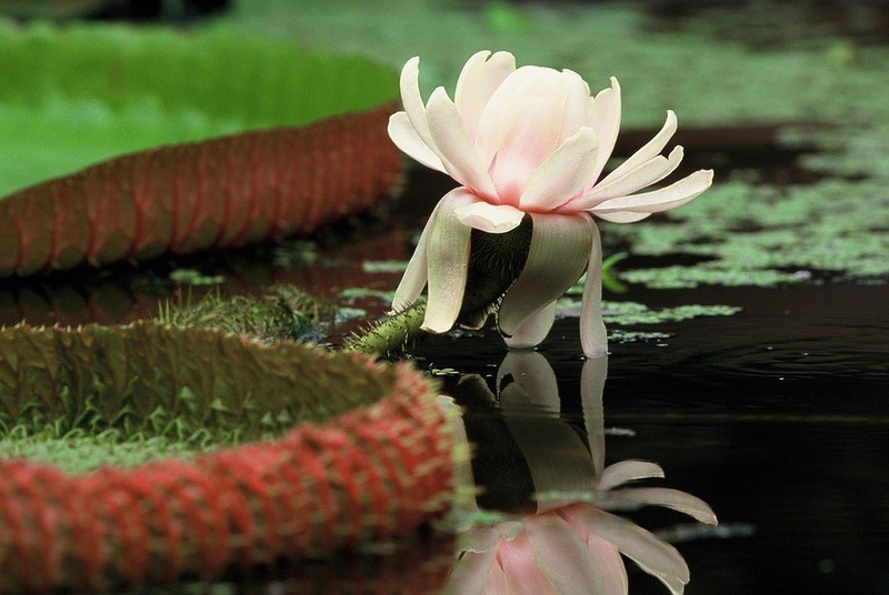 Amazonas36 Amazonas36 Большое фотопутешествие по лесам Амазонки